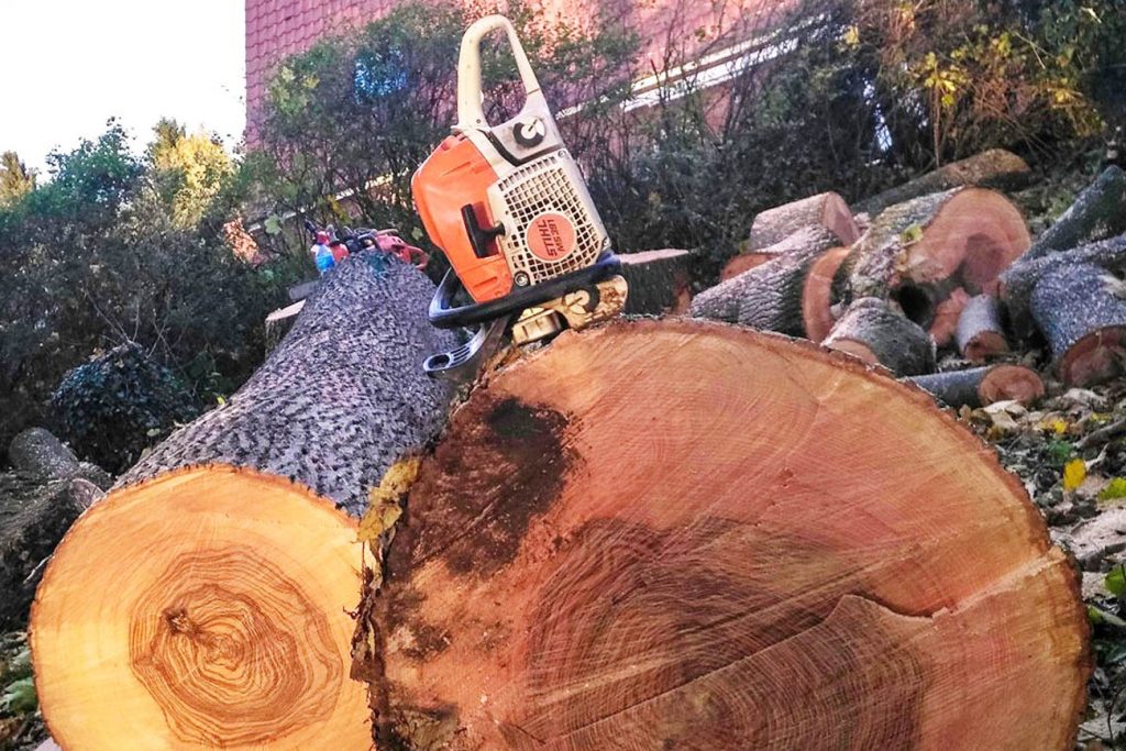 Tronçonneuse posée sur une section de tronc d’arbre abattu, bûches empilées derrière