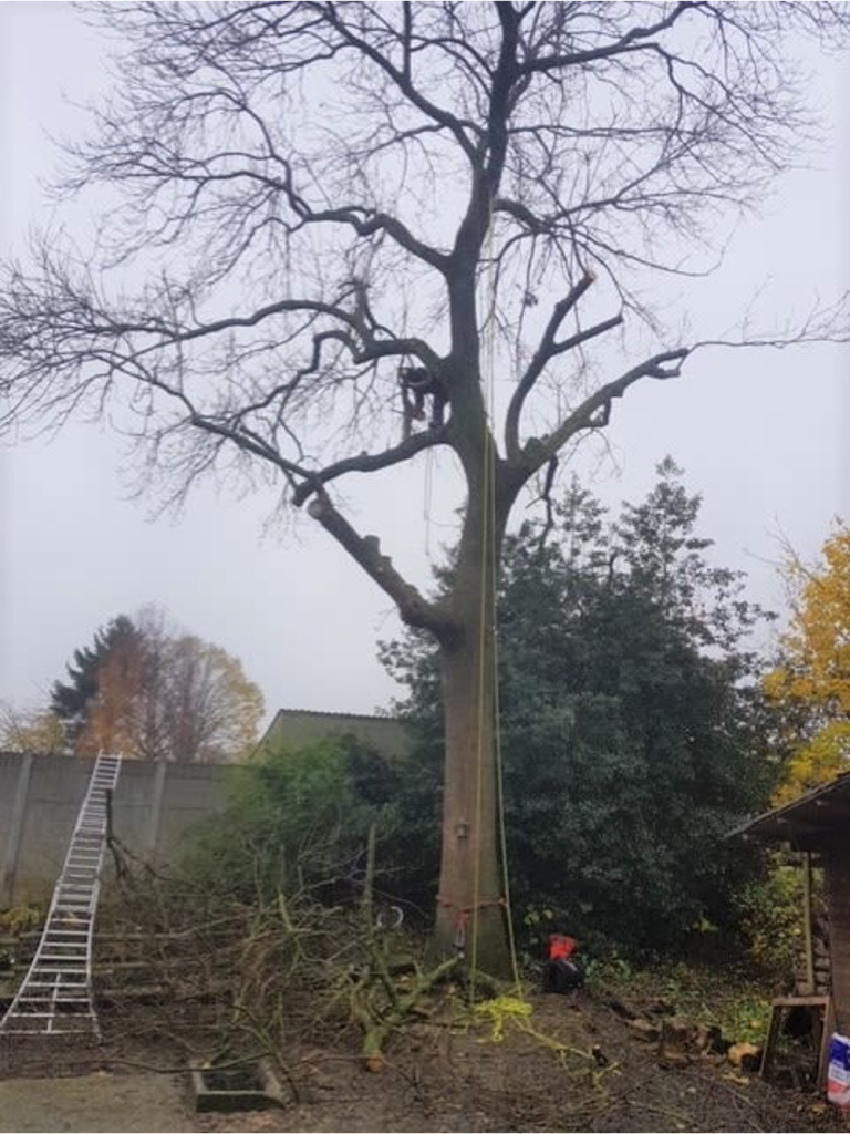 Grand arbre en cours d’élagage, échelles appuyées contre le tronc