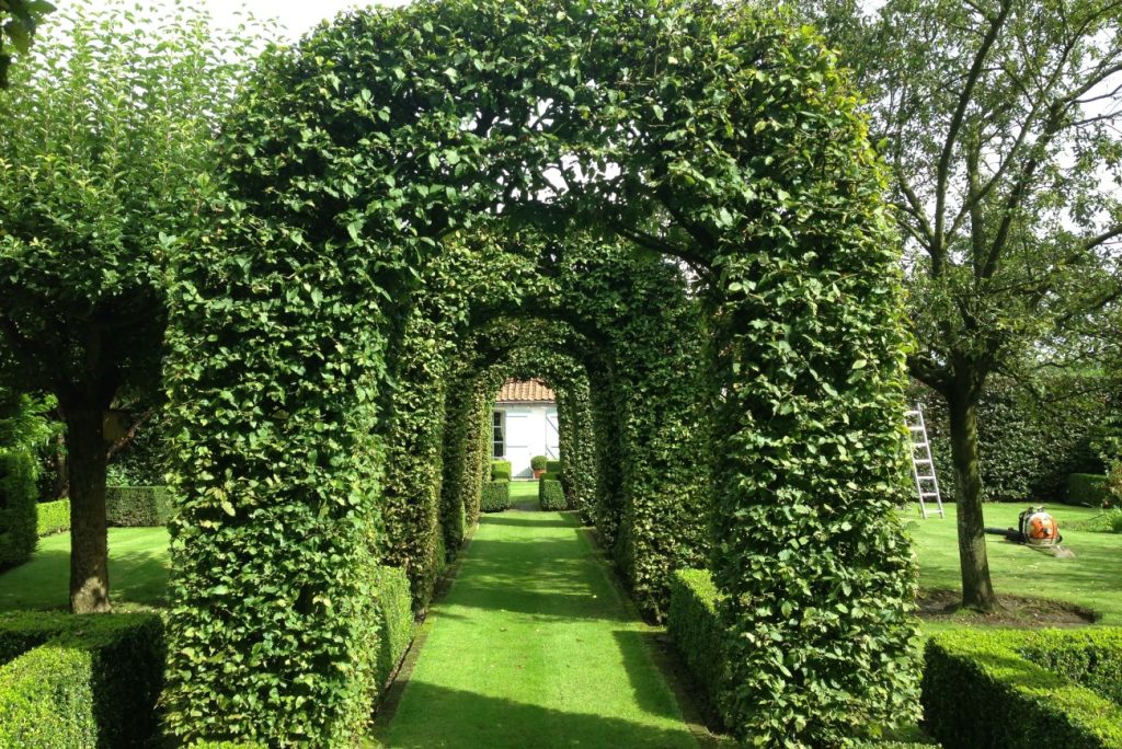 Tunnel de verdure formé d’arches de haie taillées au-dessus d’une allée de pelouse